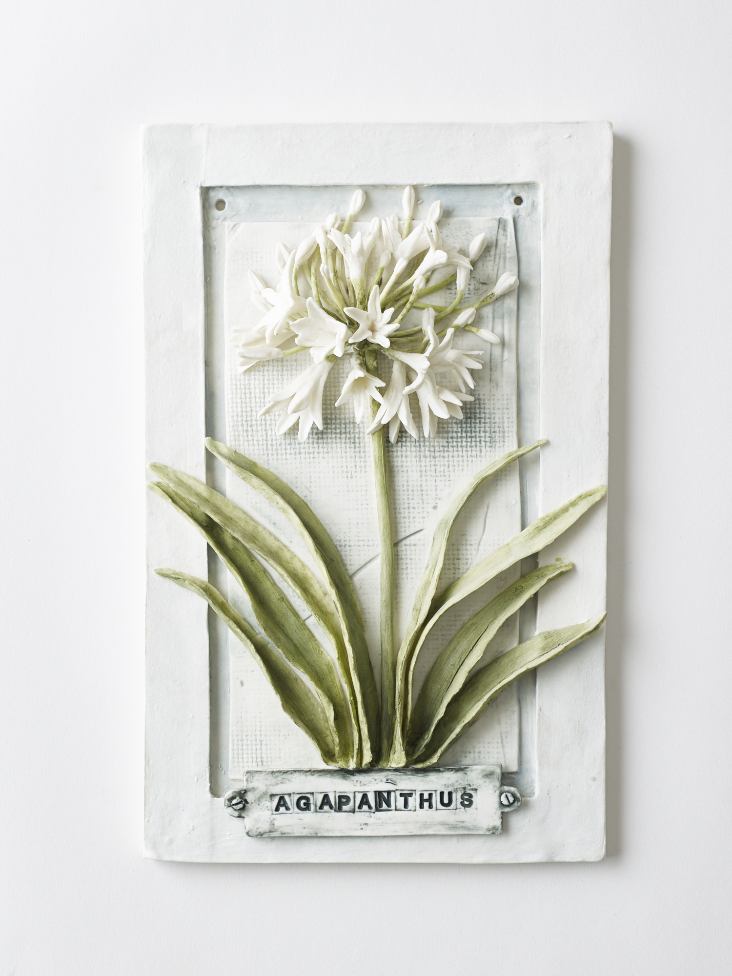 Agapanthus