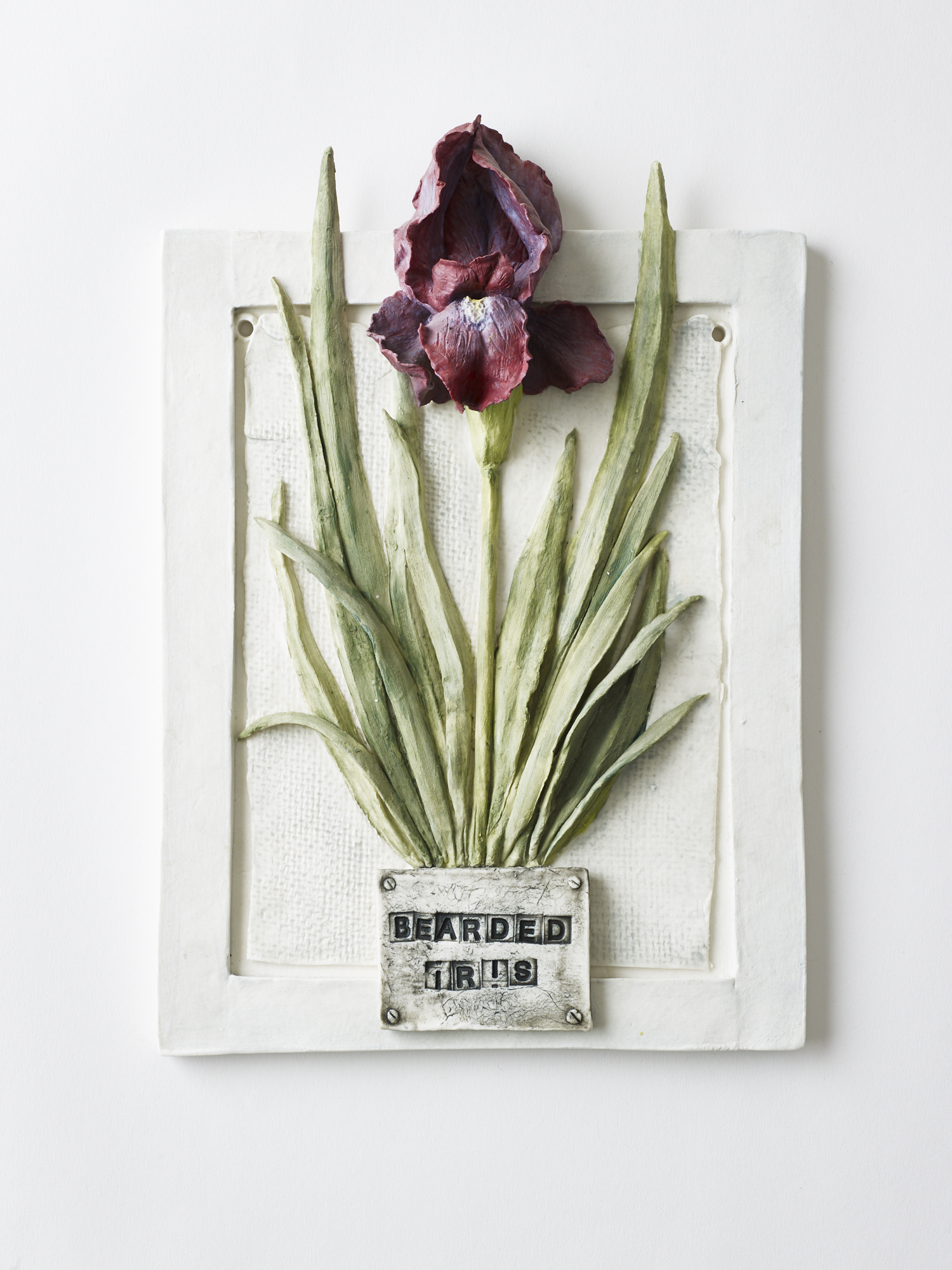 Bearded Iris