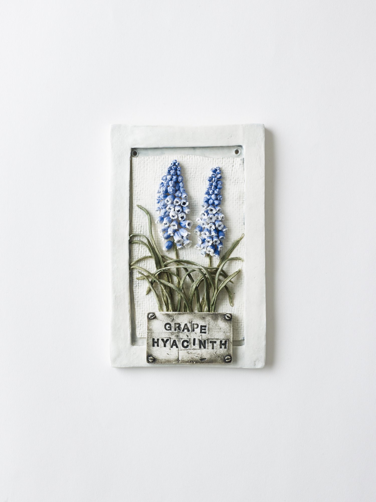 Grape Hyacinth
