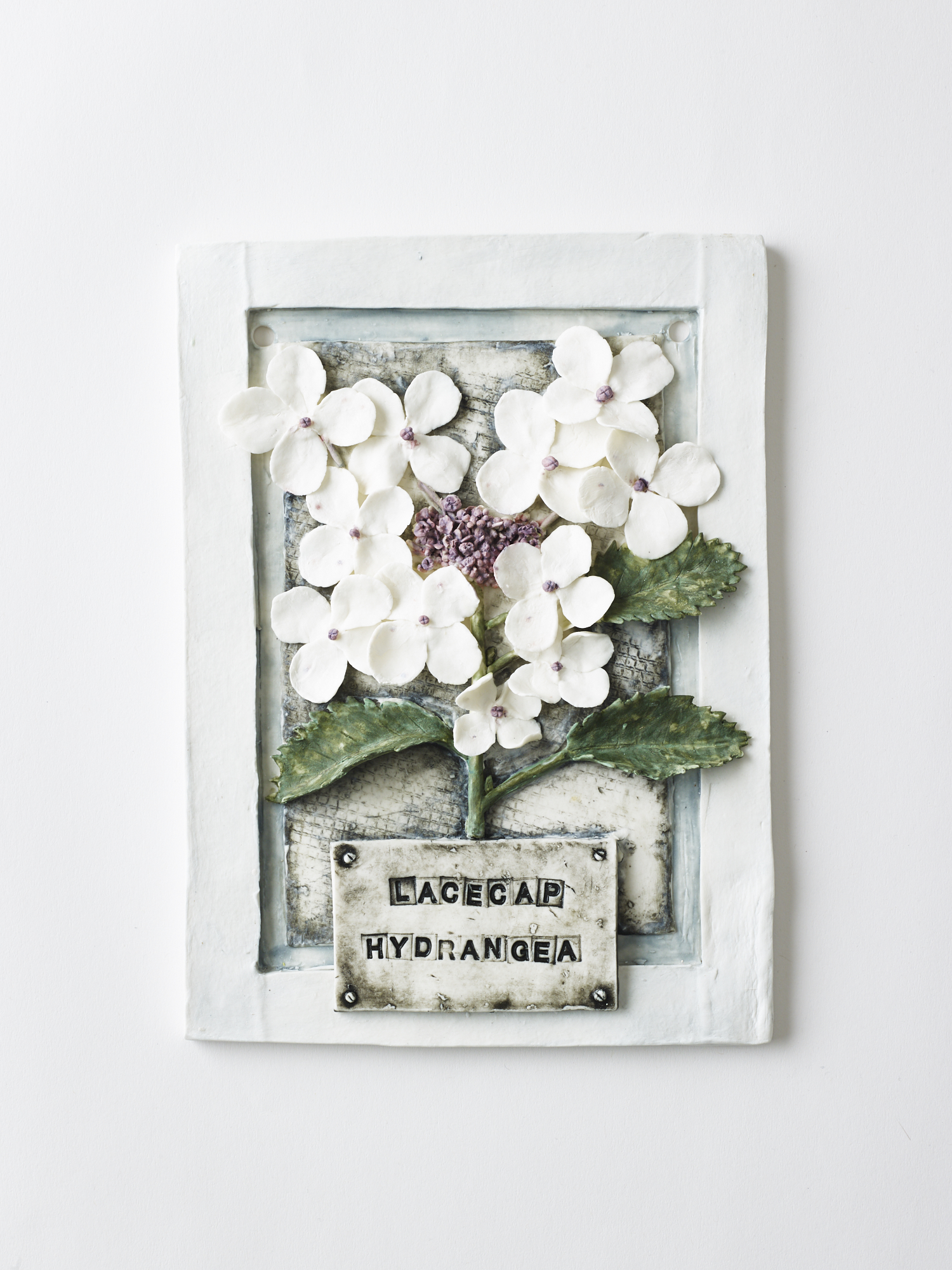 Lacecap Hydrangea