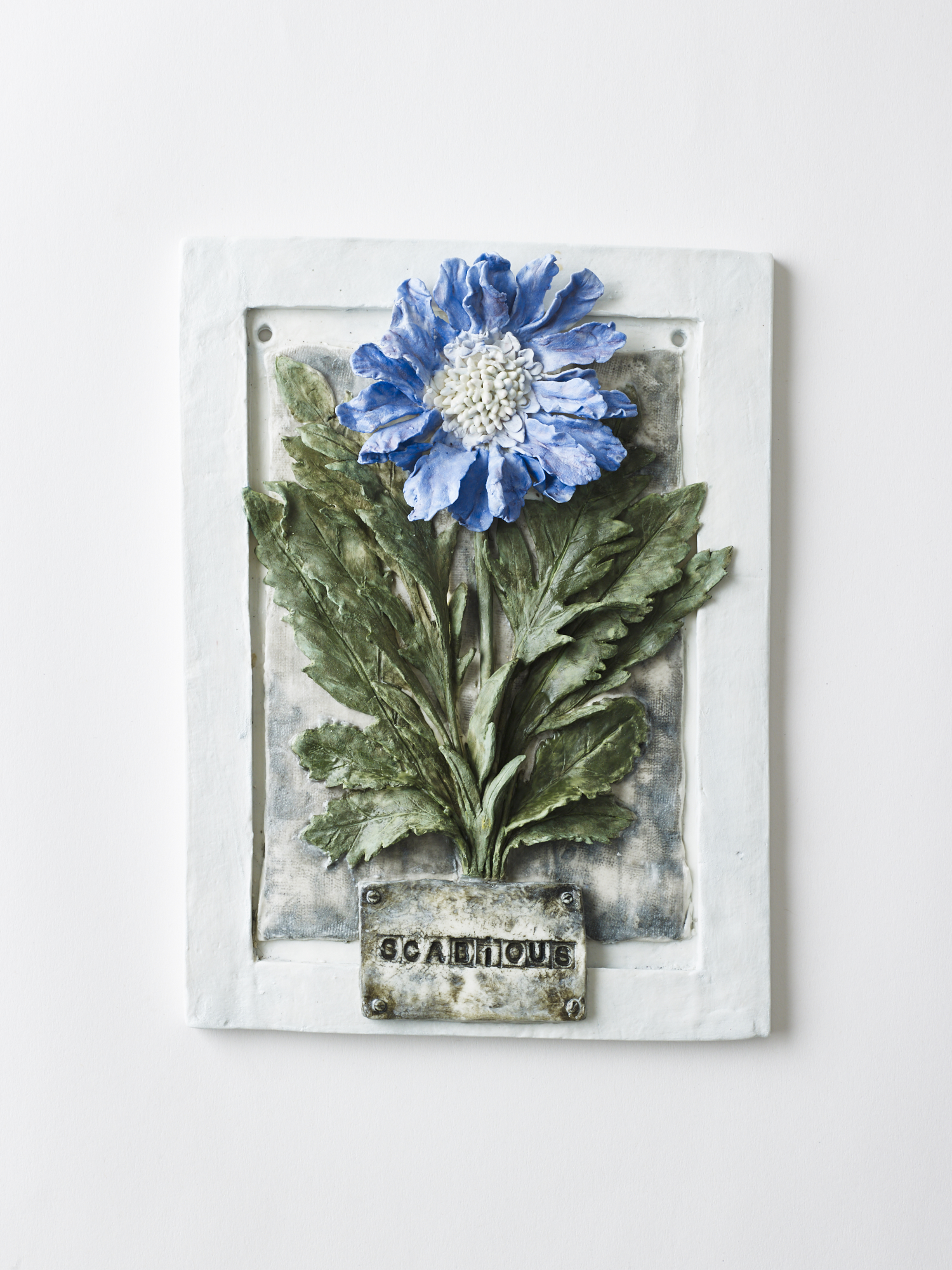 Scabious