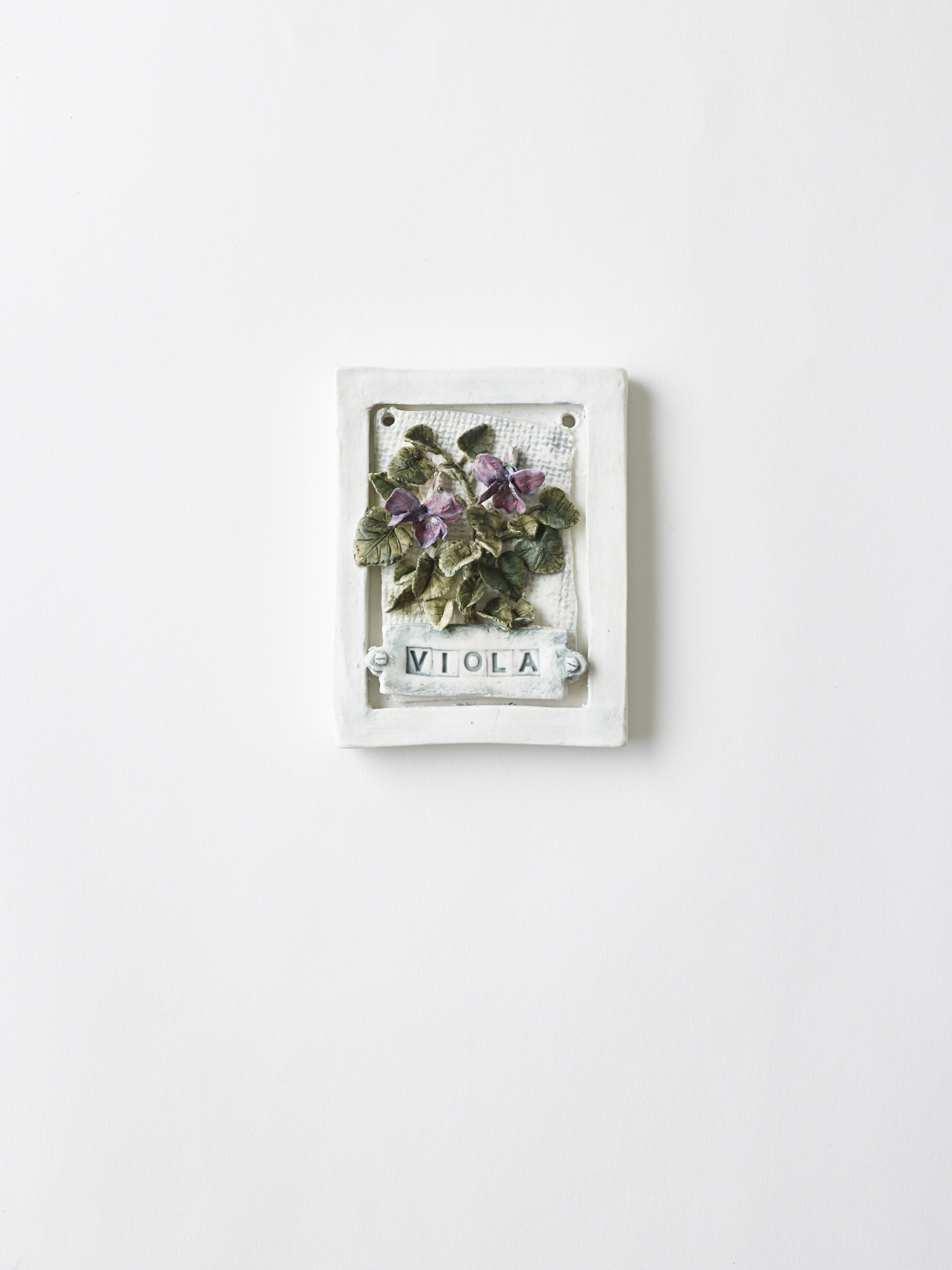 Viola